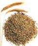 Roggenkorn