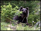 Wanderroute des jungen Braunbären Bruno